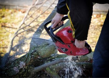 Best Four Tree Services In Clearwater