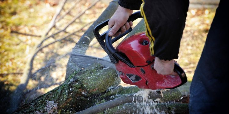 Best Four Tree Services In Clearwater