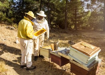 Four of the Most Abundant Bee Species