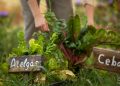Going Green in Your Garden: How to Reduce Waste, Reap Benefits of Composting