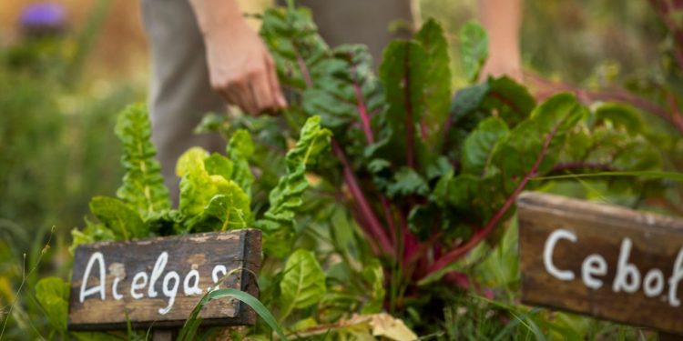 Going Green in Your Garden: How to Reduce Waste, Reap Benefits of Composting