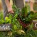 Going Green in Your Garden: How to Reduce Waste, Reap Benefits of Composting