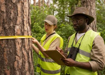 How to Pick The Right Tree Service Company