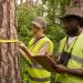 How to Pick The Right Tree Service Company