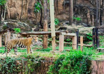 Destinations in Asia Rich in Wildlife