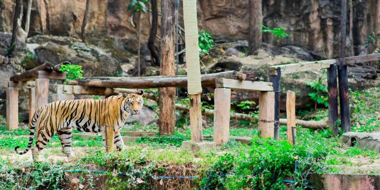 Destinations in Asia Rich in Wildlife