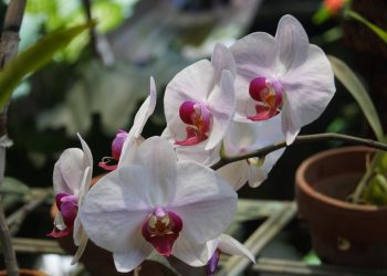 The Relationship between Fragrances and our Emotions