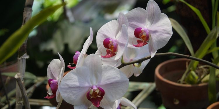 The Relationship between Fragrances and our Emotions