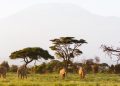 Africa’s Surprise Countries for Nature