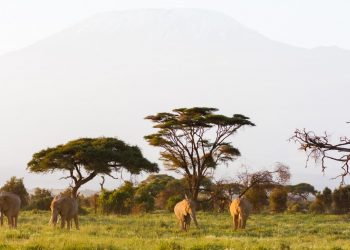 Africa’s Surprise Countries for Nature