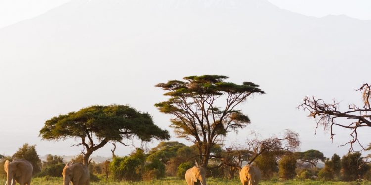 Africa’s Surprise Countries for Nature