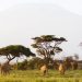 Africa’s Surprise Countries for Nature