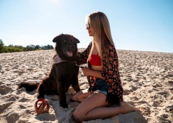 The Best Value Dog Friendly Holiday