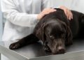 10 Health Benefits of Orthopedic Beds for Your Dog: Backed by Science