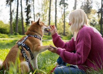 CBD for Dogs