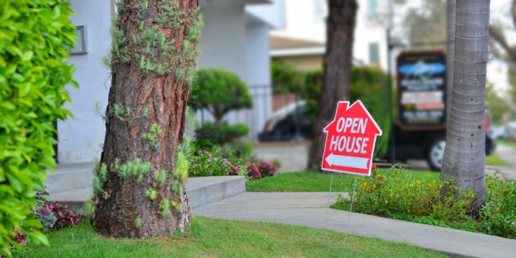 Top 3 Signs of Sick Trees for Homeowners in Upstate New York