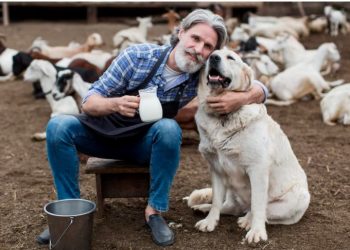 Schnauzers dog breed overview