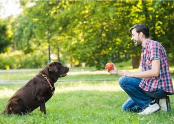 Black Labradors vs. Other Breeds: Is It the Right Choice for You?
