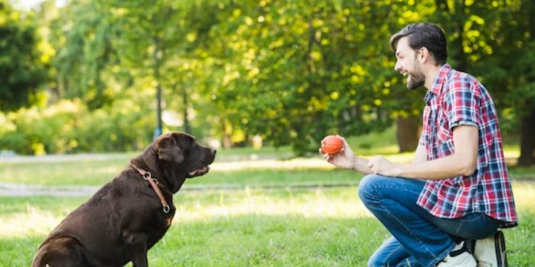 Black Labradors vs. Other Breeds: Is It the Right Choice for You?