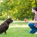 Black Labradors vs. Other Breeds: Is It the Right Choice for You?