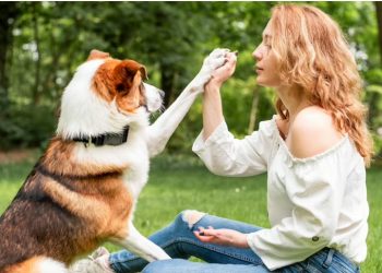 Irresistible Dog Treats: Discover the Goodness of Chicken Breast For Dogs