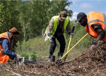 The Dos and Don’ts of Tree Lopping: Tips for a Successful Outcome