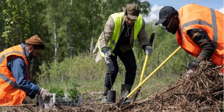 The Dos and Don’ts of Tree Lopping: Tips for a Successful Outcome