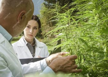 The Ultimate Guide to Buying Cannabis Seeds Online