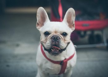 Healthy Treats for Your Frenchie