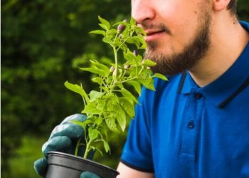 The Evolution of Attitudes Towards CBD: From Stigma to Acceptance