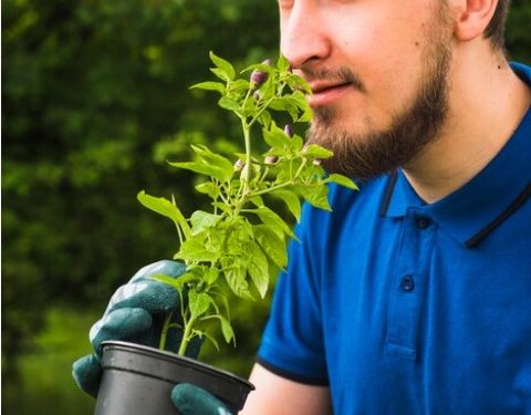 The Evolution of Attitudes Towards CBD: From Stigma to Acceptance