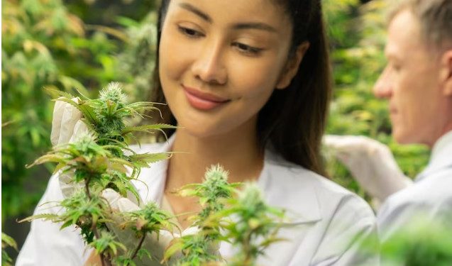 Navigating the Cannabis Landscape in Bangkok: A Guide to Cannabis Stores