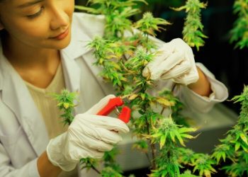 Unveiling Puro Cannagar’s Delta-8 Prerolls: Unmatched Quality for Wholesale and Retail Bliss