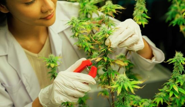 Unveiling Puro Cannagar’s Delta-8 Prerolls: Unmatched Quality for Wholesale and Retail Bliss