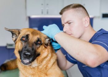 The Health Risks of Poor Pet Dental Hygiene
