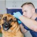 The Health Risks of Poor Pet Dental Hygiene
