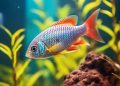 Top 5 Tetras for Beginners: A Guide to Choosing Your First Aquarium Fish