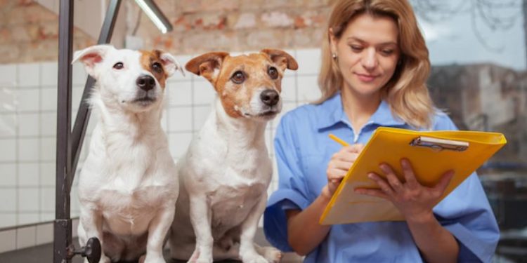 Navigating the Journey: 5 Essential Rules When Searching for a Puppy for Sale