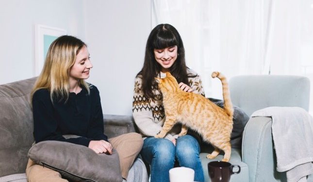 The Essential Guide to Cat Trees: Creating a Feline Paradise at Home