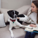 Most Important Behaviors for Dogs to Learn