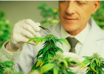 ADB-BUTINACA Cannabinoid Powder