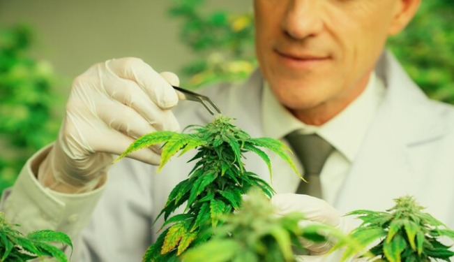 ADB-BUTINACA Cannabinoid Powder