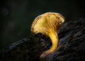 The Enigmatic World of Golden Teacher Mushrooms