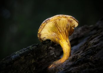 The Enigmatic World of Golden Teacher Mushrooms