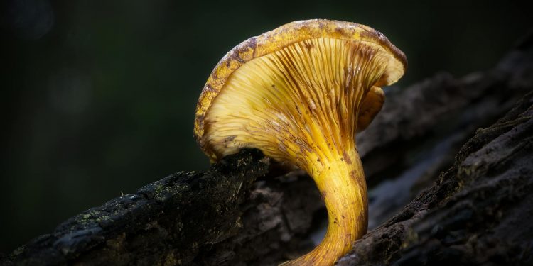 The Enigmatic World of Golden Teacher Mushrooms