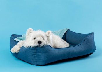 How to Select the Ideal Bed for Your Pet