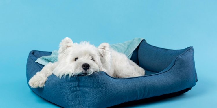How to Select the Ideal Bed for Your Pet