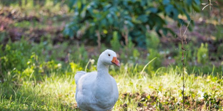 Unveiling the Environmental and Economic Benefits of Turf Farming