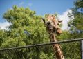 How Zoo Fencing Protects Animals