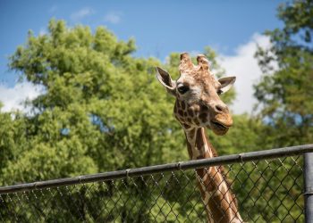 How Zoo Fencing Protects Animals